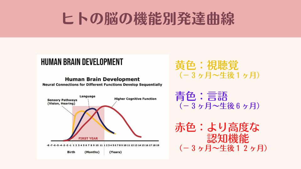 ヒトの脳の機能別発達曲線